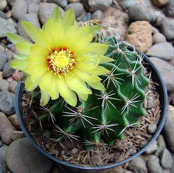 bunga kaktus