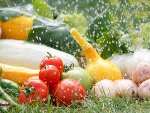 Tanaman Sayuran yang Dapat Ditanam di Kebun Rumah 