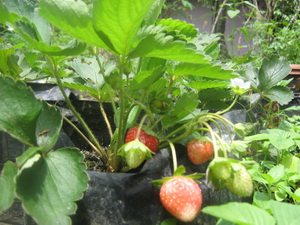BAGAIMANA Berkebun Strawberry di Pot 