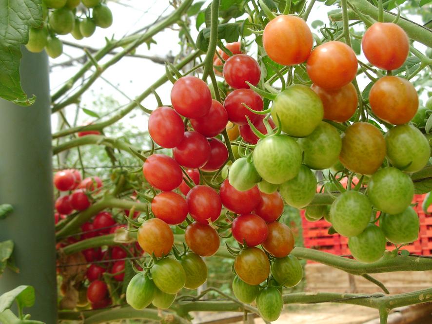 Tips Menanam Tomat Cherry di Pot